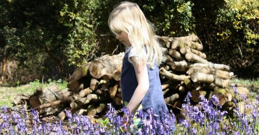 Bluebells In Cornwall