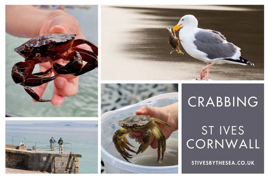 Crabbing In St Ives Cornwall