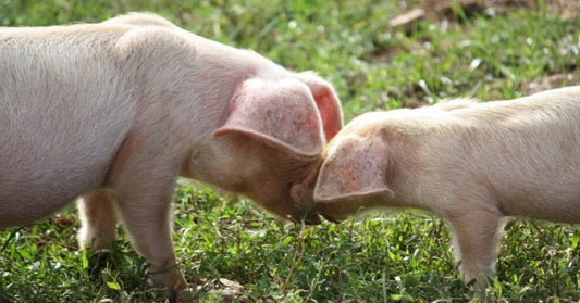 Trevaskis Farm Hayle Cornwall