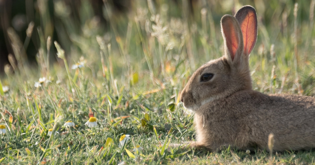 Things To Do This Easter In West Cornwall 2019