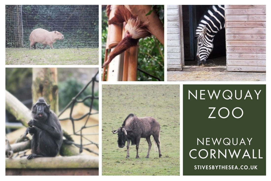 Newquay Zoo Cornwall