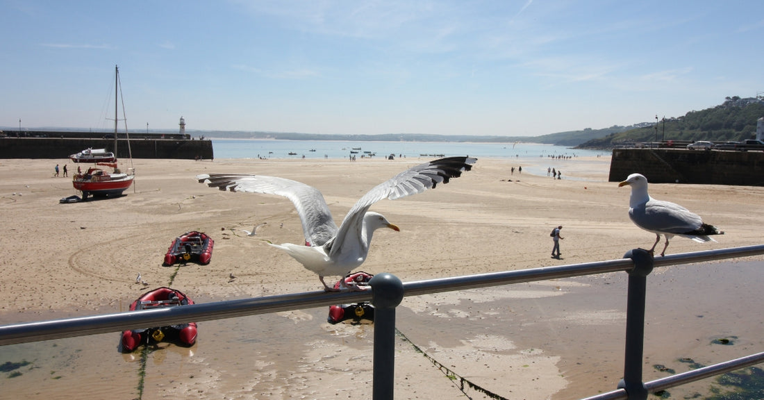 Seagulls St Ives Cornwall