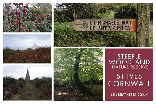 Steeple Woodland Nature Reserve Cornwall