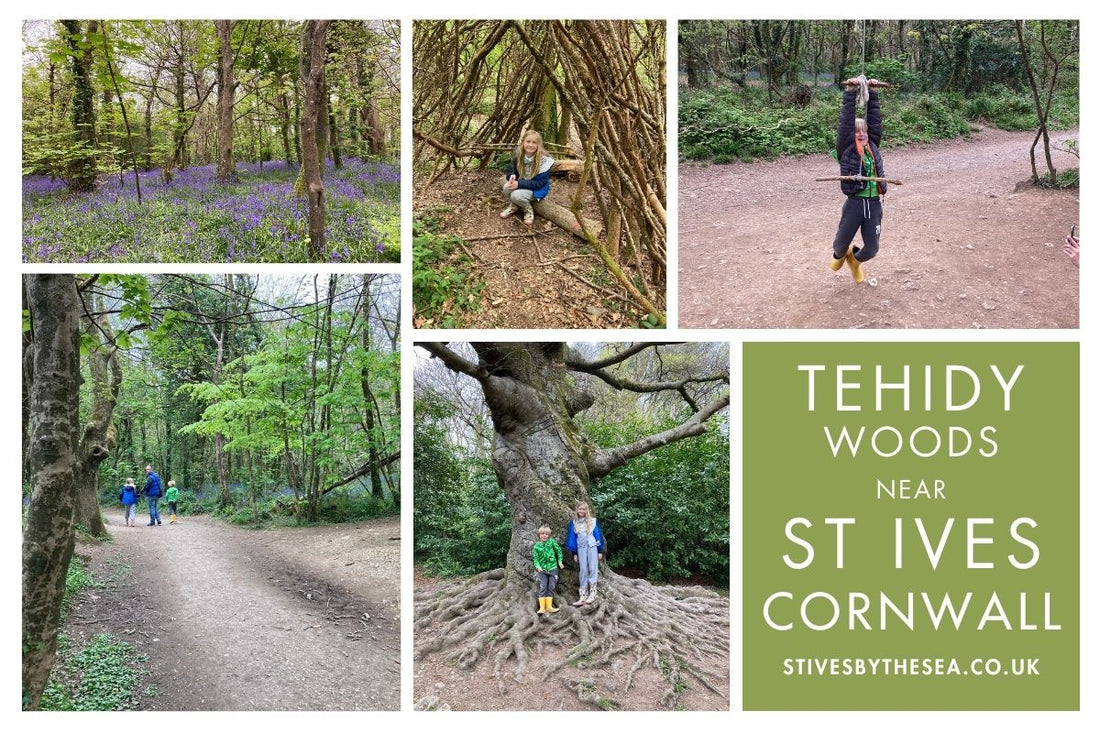 Tehidy Woods Near St Ives Cornwall