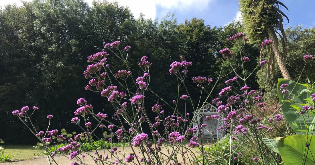 11 Lovely Gardens To Visit Near St Ives Cornwall