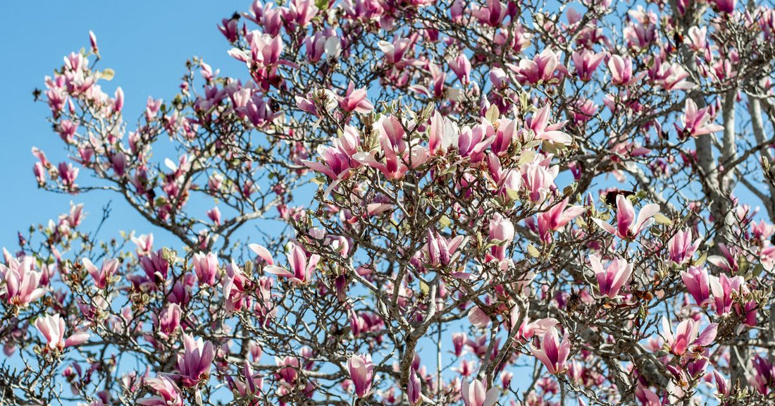 Trewidden Garden Cornwall
