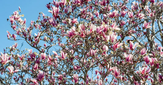 Trewidden Garden Cornwall