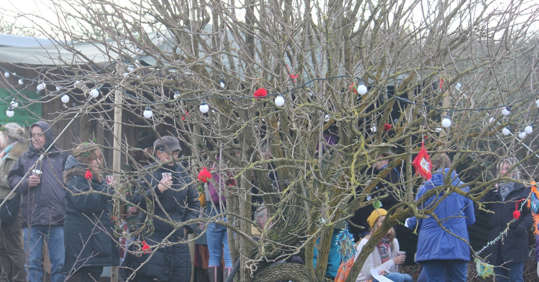 Wassailing St Ives Cornwall