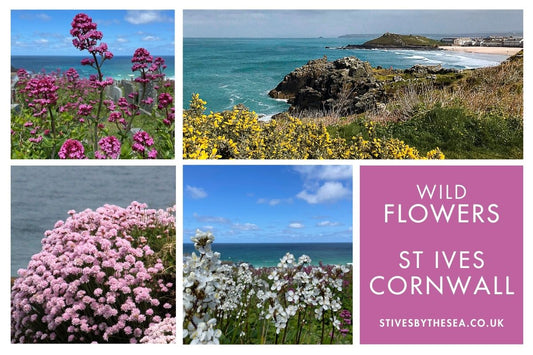 Wild Flowers St Ives Cornwall