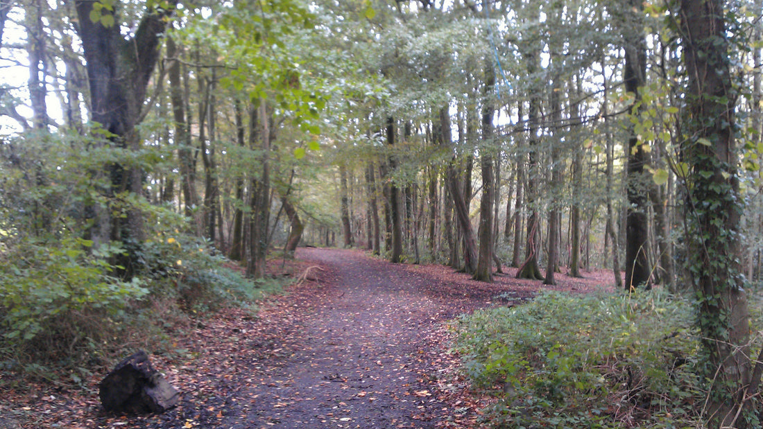 Woods In St Ives Cornwall